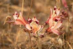 Alstroemeria diluta chrysantha