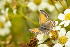 Pseudolucia chilensis