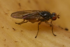 Heleomyzinae