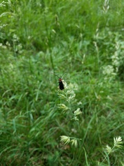 Phymatodes testaceus