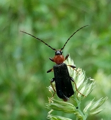 Phymatodes testaceus