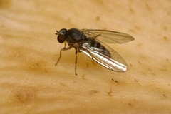 Platypezidae