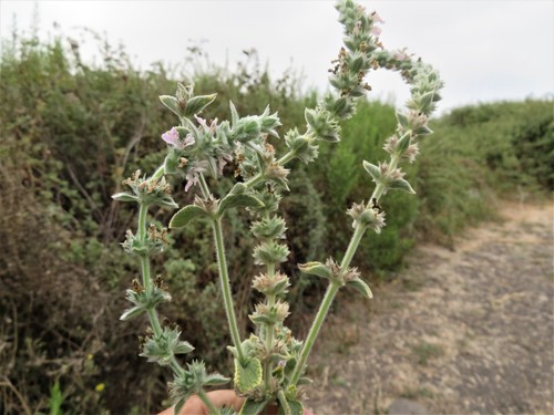 Langarige andoorn (Stachys longispicata)