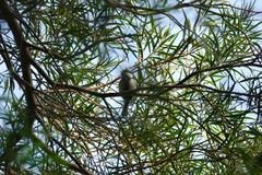 Parus minor commixtus