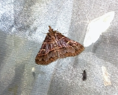 Bertula erythrognatha