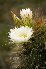 Trichocereus chiloensis litoralis