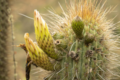 Trichocereus chiloensis litoralis