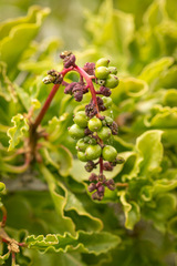 Anisomeria littoralis