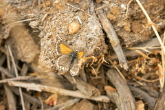 Pseudolucia chilensis