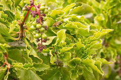 Anisomeria littoralis