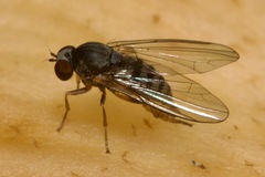 Platypezidae