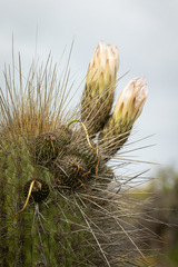 Trichocereus skottsbergii