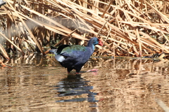 Porphyrio madagascariensis