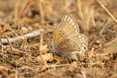 Pseudolucia chilensis