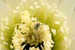Caenohalictus rostraticeps