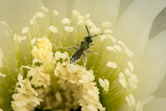 Caenohalictus rostraticeps