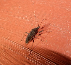 Dieuches discoguttatus