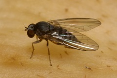 Platypezidae