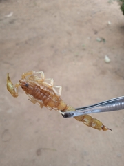 Jaguajir rochae