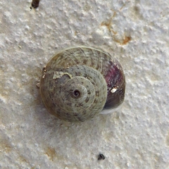 Cernuella virgata