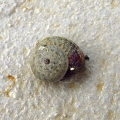 Cernuella virgata
