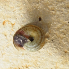 Cernuella virgata
