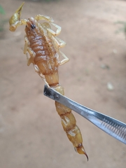 Jaguajir rochae