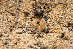 Pseudolucia chilensis