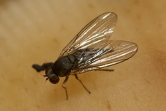 Platypezidae