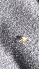 Thomisus onustus