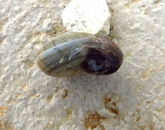 Cernuella virgata