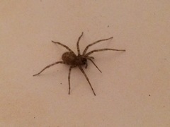 Tegenaria domestica