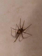 Tegenaria domestica