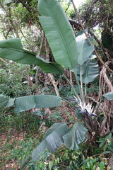 Strelitzia nicolai