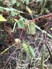 Cajanus scarabaeoides
