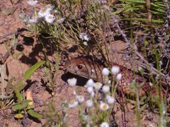 Pseudechis australis