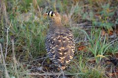 Pterocles lichtensteinii sukensis