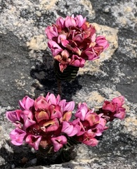 Sonderothamnus petraeus