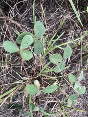 Cajanus scarabaeoides