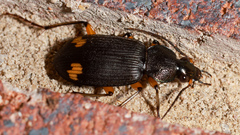 Chlaenius flaviguttatus