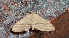 Scopula lydia