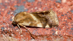 Acontia detrita