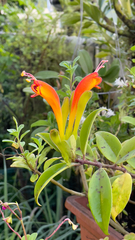 Aeschynanthus speciosus