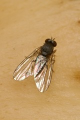 Platypezidae