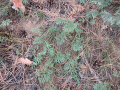 Sibbaldianthe bifurca