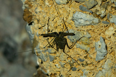 Amblypygi