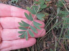 Sibbaldianthe bifurca