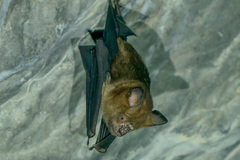 Hipposideros armiger