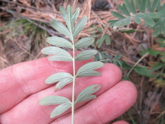 Sibbaldianthe bifurca