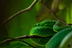 Trimeresurus vogeli